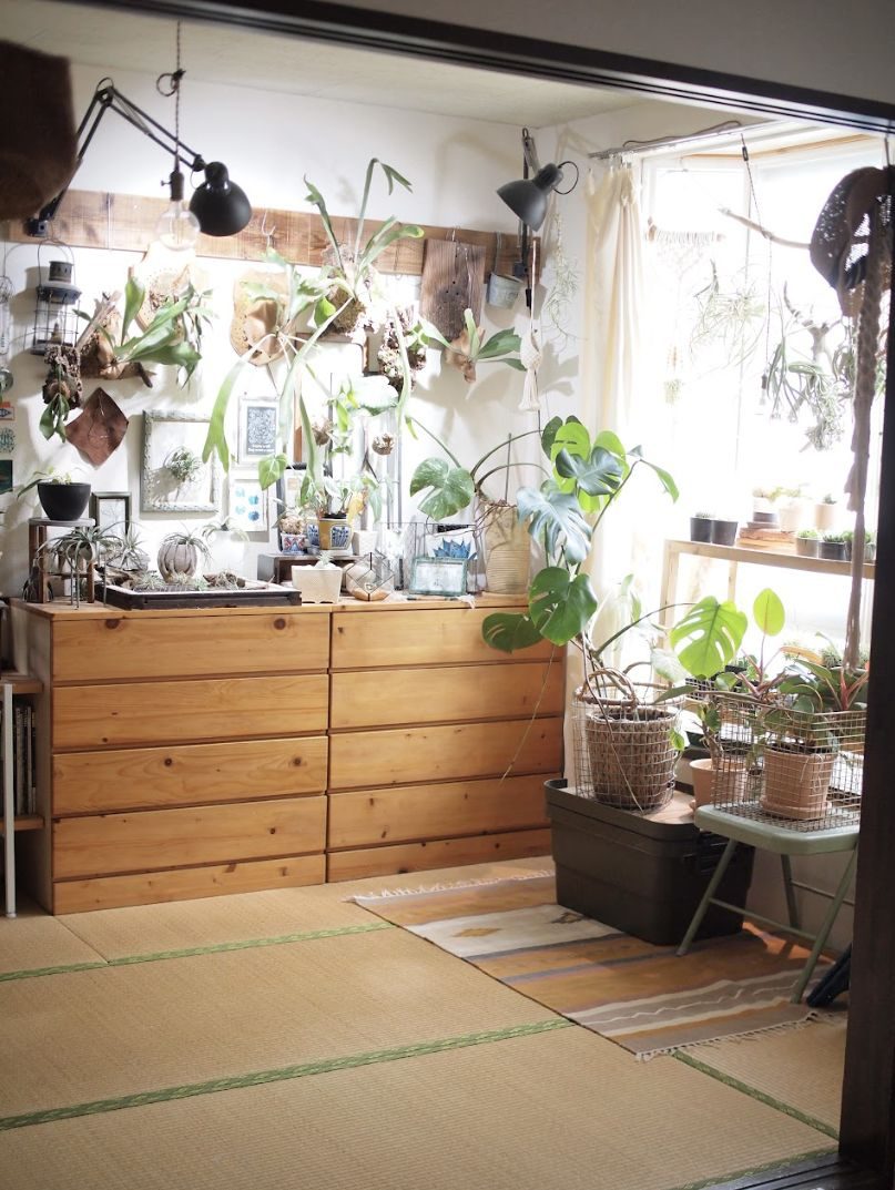 植物の部屋。畳にパイン材のタンスと木の棚